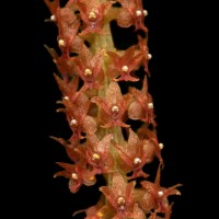 Oberonia fornicata Jayaw.